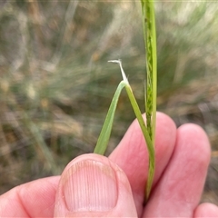 Amphibromus (genus) (Swamp Wallaby Grass) at Binalong, NSW - 25 Nov 2024 by JaneR