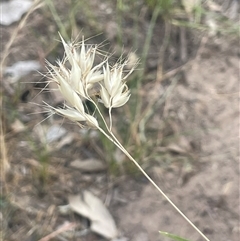 Rytidosperma (genus) (Wallaby Grass) at Binalong, NSW - 25 Nov 2024 by JaneR