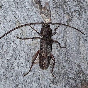 Phacodes obscurus (Longhorn Beetle) at Bungendore, NSW by clarehoneydove