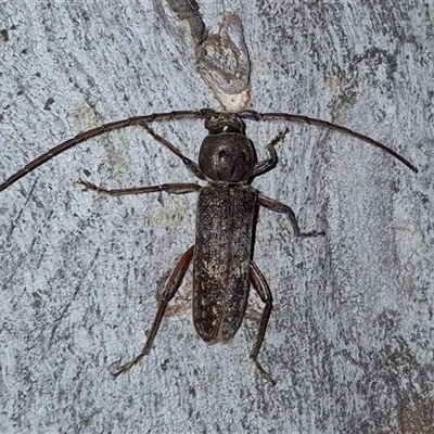 Phacodes obscurus (Longhorn Beetle) at Bungendore, NSW - 25 Nov 2024 by clarehoneydove