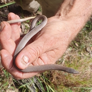 Lialis burtonis at Pillar Valley, NSW - 24 Apr 2024