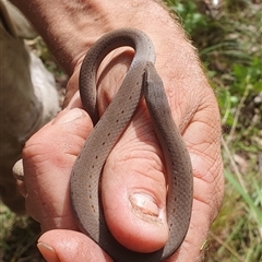 Lialis burtonis at Pillar Valley, NSW - 24 Apr 2024 10:02 AM