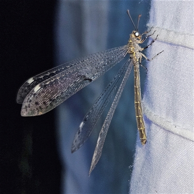 Unidentified Lacewing (Neuroptera) at Braidwood, NSW - 25 Nov 2024 by MatthewFrawley