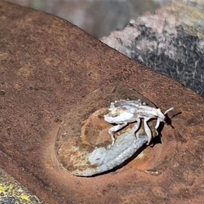 Aparete palpebrosa (Weevil) at Bungendore, NSW by clarehoneydove