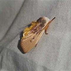 Cryptophasa rubescens (A Timber Moth) at Braidwood, NSW - 25 Nov 2024 by MatthewFrawley