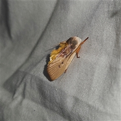 Cryptophasa rubescens at Braidwood, NSW - 25 Nov 2024