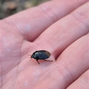 Cydnidae (family) at Bungendore, NSW - suppressed