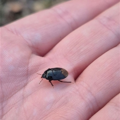 Cydnidae (family) at Bungendore, NSW - 25 Nov 2024 by clarehoneydove