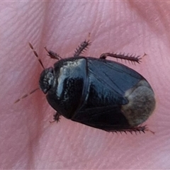 Cydnidae (family) at Bungendore, NSW - suppressed