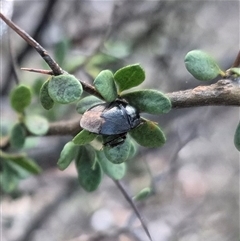 Cydnidae (family) at Bungendore, NSW - suppressed