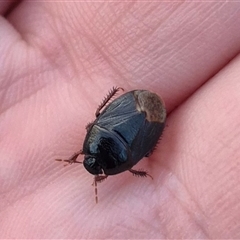 Cydnidae (family) at Bungendore, NSW - suppressed