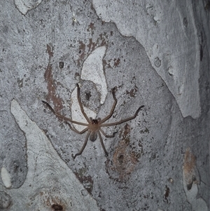 Delena cancerides at Bungendore, NSW - suppressed