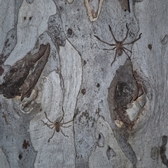 Delena cancerides at Bungendore, NSW - suppressed