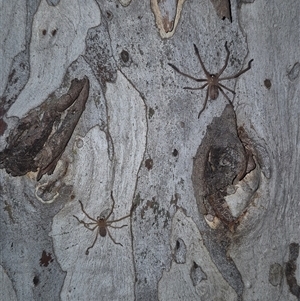 Delena cancerides at Bungendore, NSW - suppressed