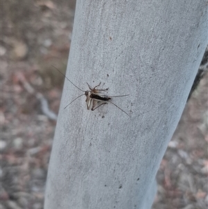 Unidentified Cricket (Orthoptera, several families) at Bungendore, NSW by clarehoneydove