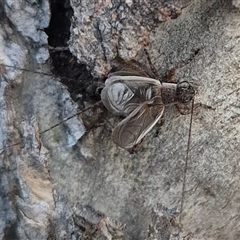 Grylloidea (superfamily) at Bungendore, NSW - suppressed