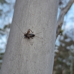 Grylloidea (superfamily) at Bungendore, NSW - suppressed