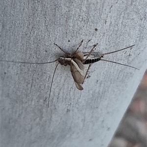 Grylloidea (superfamily) at Bungendore, NSW - suppressed