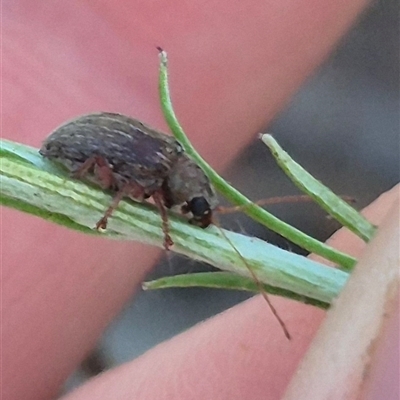 Edusella lineata (Leaf beetle) at Bungendore, NSW - 25 Nov 2024 by clarehoneydove