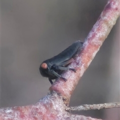 Eurymelinae (subfamily) (Unidentified eurymeline leafhopper) at Bungendore, NSW - 25 Nov 2024 by clarehoneydove