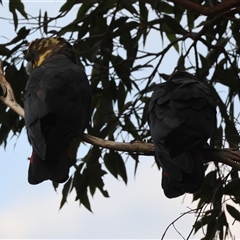 Calyptorhynchus lathami lathami (Glossy Black-Cockatoo) at Moruya, NSW - 22 Nov 2024 by LisaH