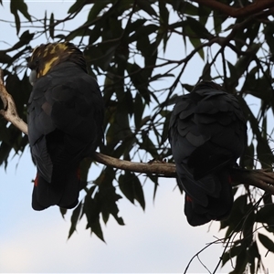 Calyptorhynchus lathami lathami (Glossy Black-Cockatoo) at Moruya, NSW by LisaH