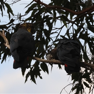 Calyptorhynchus lathami lathami at Moruya, NSW - 22 Nov 2024