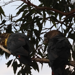 Calyptorhynchus lathami lathami at Moruya, NSW - 22 Nov 2024