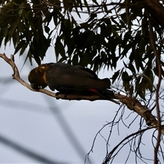 Calyptorhynchus lathami lathami at Moruya, NSW - 22 Nov 2024