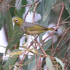 Zosterops lateralis (Silvereye) at Killara, VIC - 23 Nov 2024 by KylieWaldon