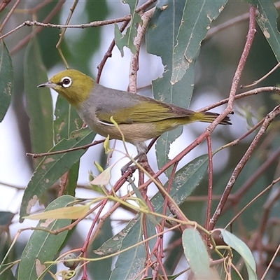 Zosterops lateralis (Silvereye) at Killara, VIC - 23 Nov 2024 by KylieWaldon