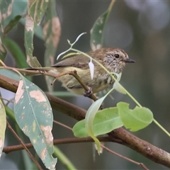 Acanthiza lineata (Striated Thornbill) at Killara, VIC - 24 Nov 2024 by KylieWaldon