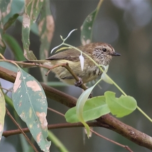 Acanthiza lineata at Killara, VIC - 24 Nov 2024 07:32 AM