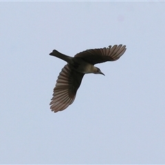 Philemon citreogularis (Little Friarbird) at Killara, VIC - 23 Nov 2024 by KylieWaldon