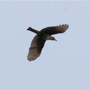 Philemon citreogularis at Killara, VIC - 24 Nov 2024 07:27 AM