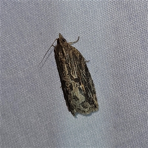 Cryptoptila immersana at Braidwood, NSW - 25 Nov 2024