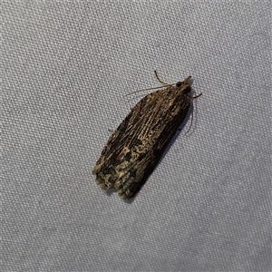 Cryptoptila immersana at Braidwood, NSW - 25 Nov 2024