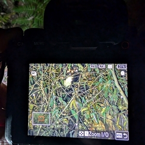 Petauroides volans at Wee Jasper, NSW - 24 Nov 2024