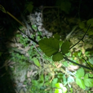 Rubus anglocandicans at Wee Jasper, NSW - 24 Nov 2024 09:11 PM