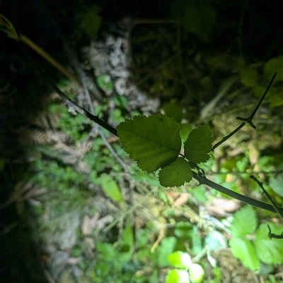 Rubus anglocandicans (Blackberry) at Wee Jasper, NSW - 24 Nov 2024 by Wildlifewarrior80