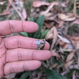 Cynoglossum australe at Wee Jasper, NSW - 24 Nov 2024 08:00 PM