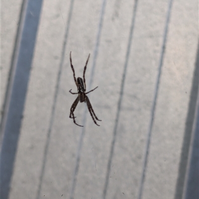 Plebs eburnus (Eastern bush orb-weaver) at Wee Jasper, NSW - 24 Nov 2024 by Wildlifewarrior80