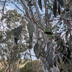 Eucalyptus pauciflora subsp. pauciflora (White Sally, Snow Gum) at Wee Jasper, NSW - 24 Nov 2024 by Wildlifewarrior80