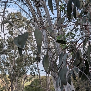 Eucalyptus pauciflora subsp. pauciflora at Wee Jasper, NSW - 24 Nov 2024 07:04 PM