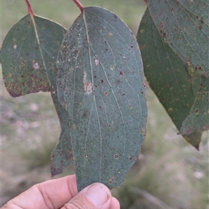 Eucalyptus pauciflora subsp. pauciflora at Wee Jasper, NSW - 24 Nov 2024 07:04 PM