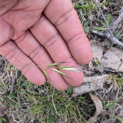 Rytidosperma sp. at Wee Jasper, NSW - 24 Nov 2024 by Wildlifewarrior80