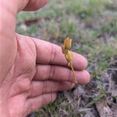 Wurmbea dioica subsp. dioica (Early Nancy) at Wee Jasper, NSW - 24 Nov 2024 by Wildlifewarrior80