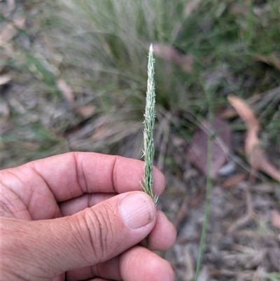 Anthoxanthum odoratum at Wee Jasper, NSW - 24 Nov 2024 by Wildlifewarrior80