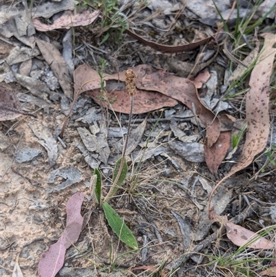 Plantago varia (Native Plaintain) at Wee Jasper, NSW - 24 Nov 2024 by Wildlifewarrior80