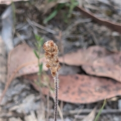 Plantago varia at Wee Jasper, NSW - 24 Nov 2024